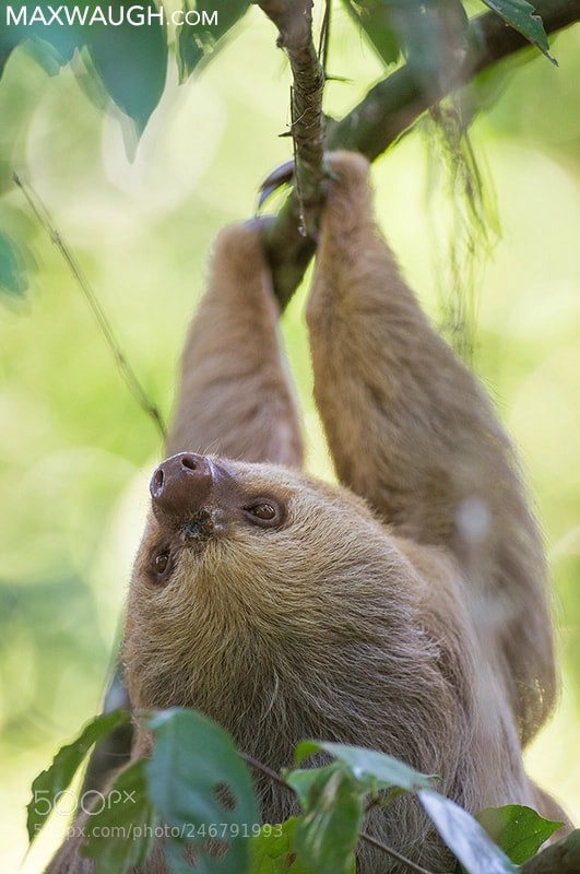 Canon EOS-1D X sample photo. Hoffmann's two-toed sloth photography