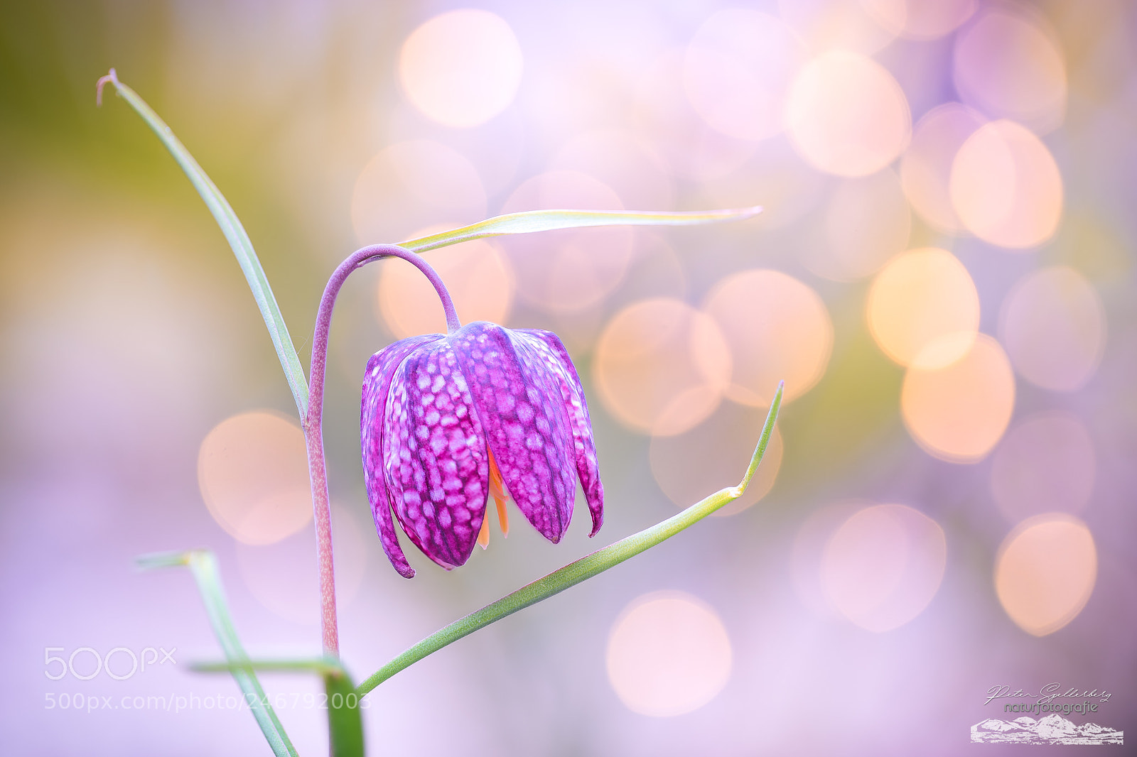Sony a7 II sample photo. Sparkling flower photography