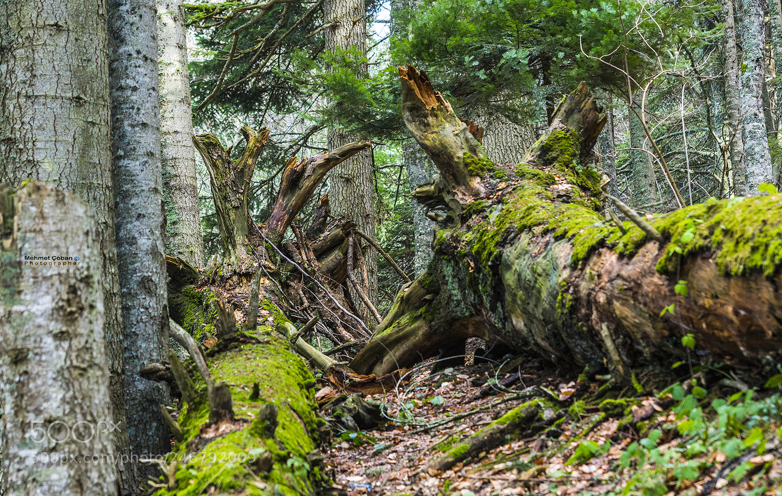 Pentax K-3 II sample photo. The scream of trees photography
