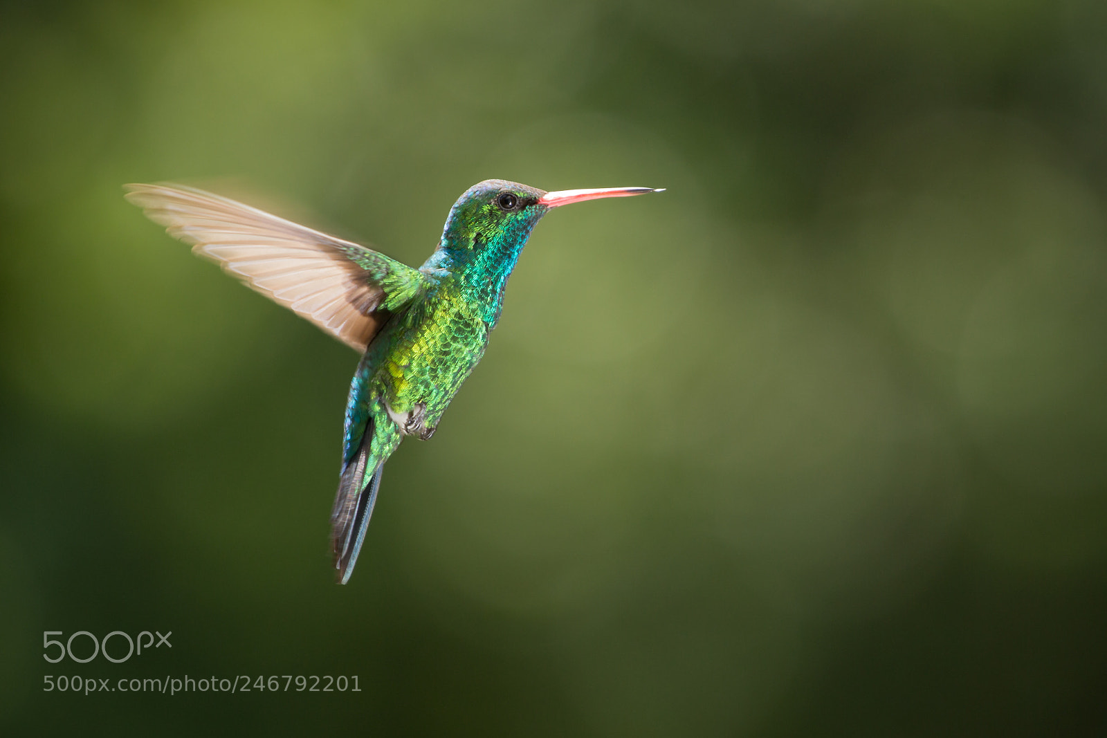 Canon EOS 650D (EOS Rebel T4i / EOS Kiss X6i) sample photo. Hummingbird photography