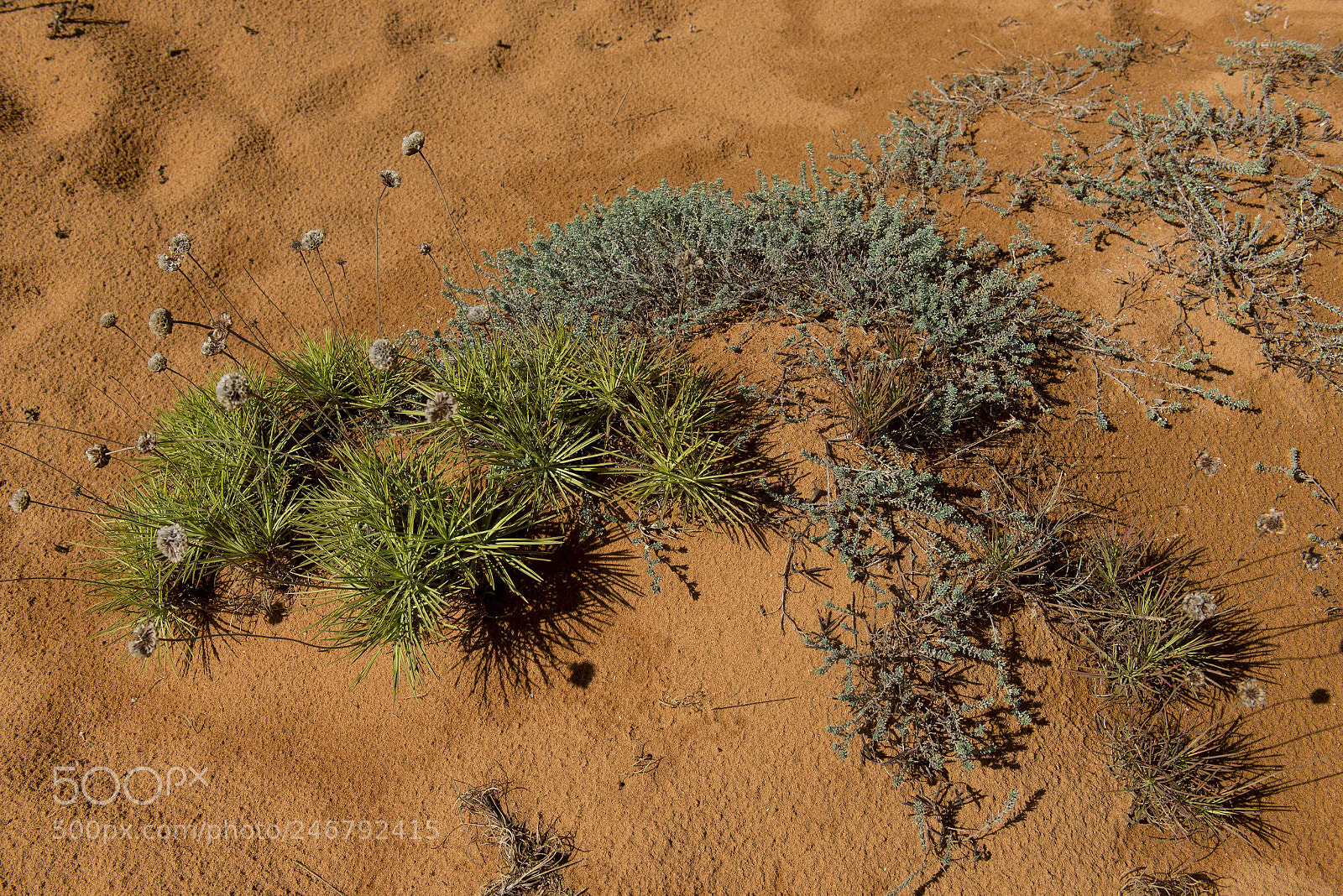 Nikon D800 sample photo. Alentejo, ruta vicentina photography