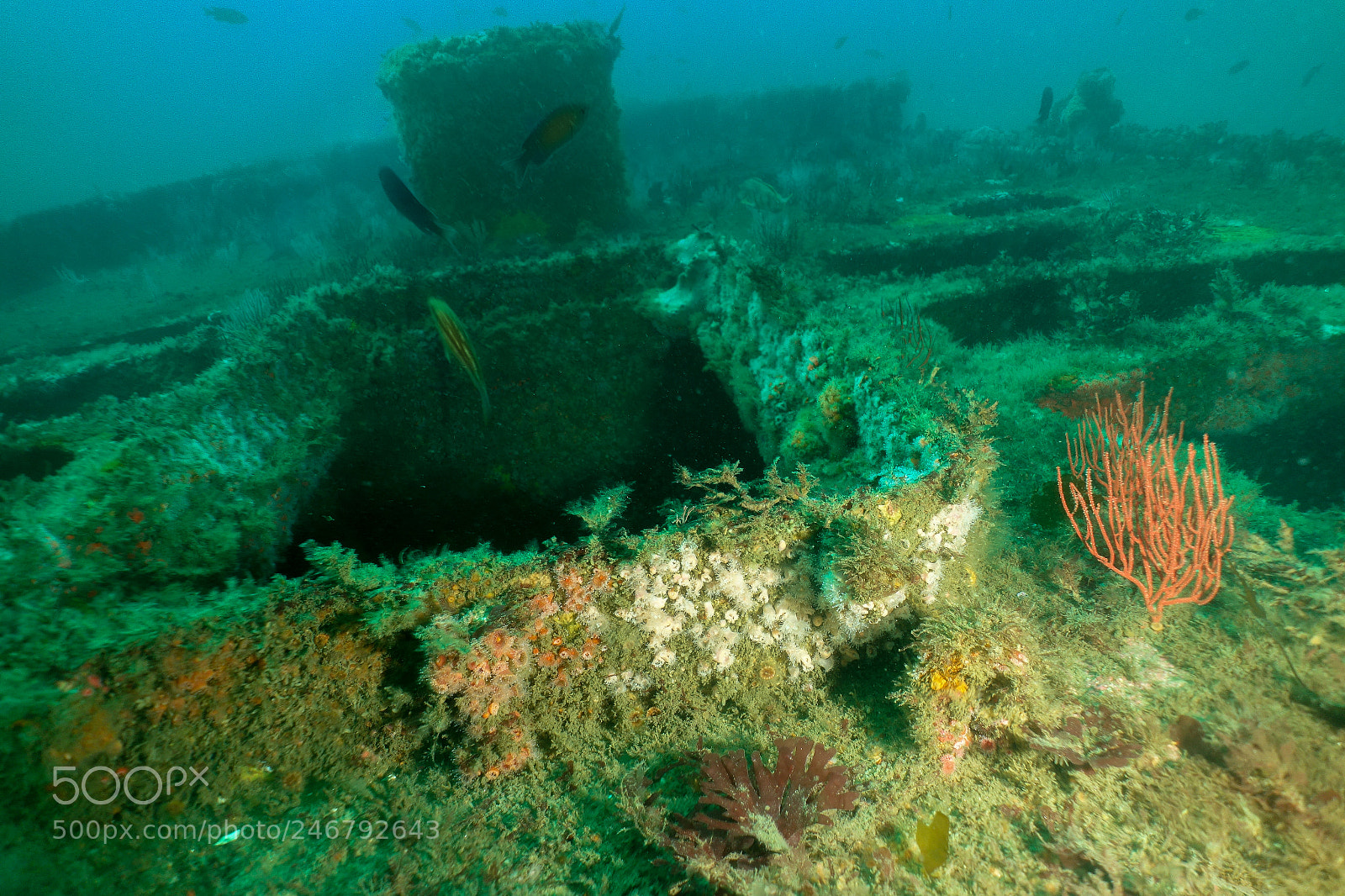 Sony Cyber-shot DSC-RX100 sample photo. Underwater wrecks in san photography
