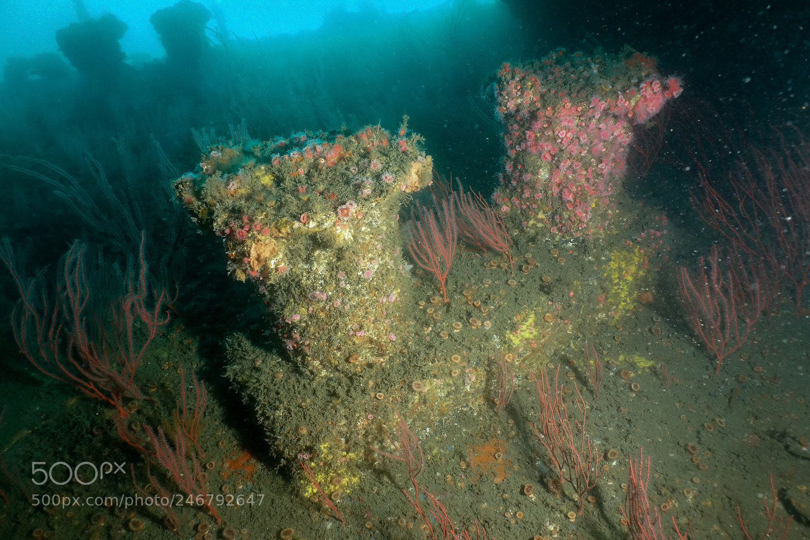 Sony Cyber-shot DSC-RX100 sample photo. Underwater wrecks in san photography
