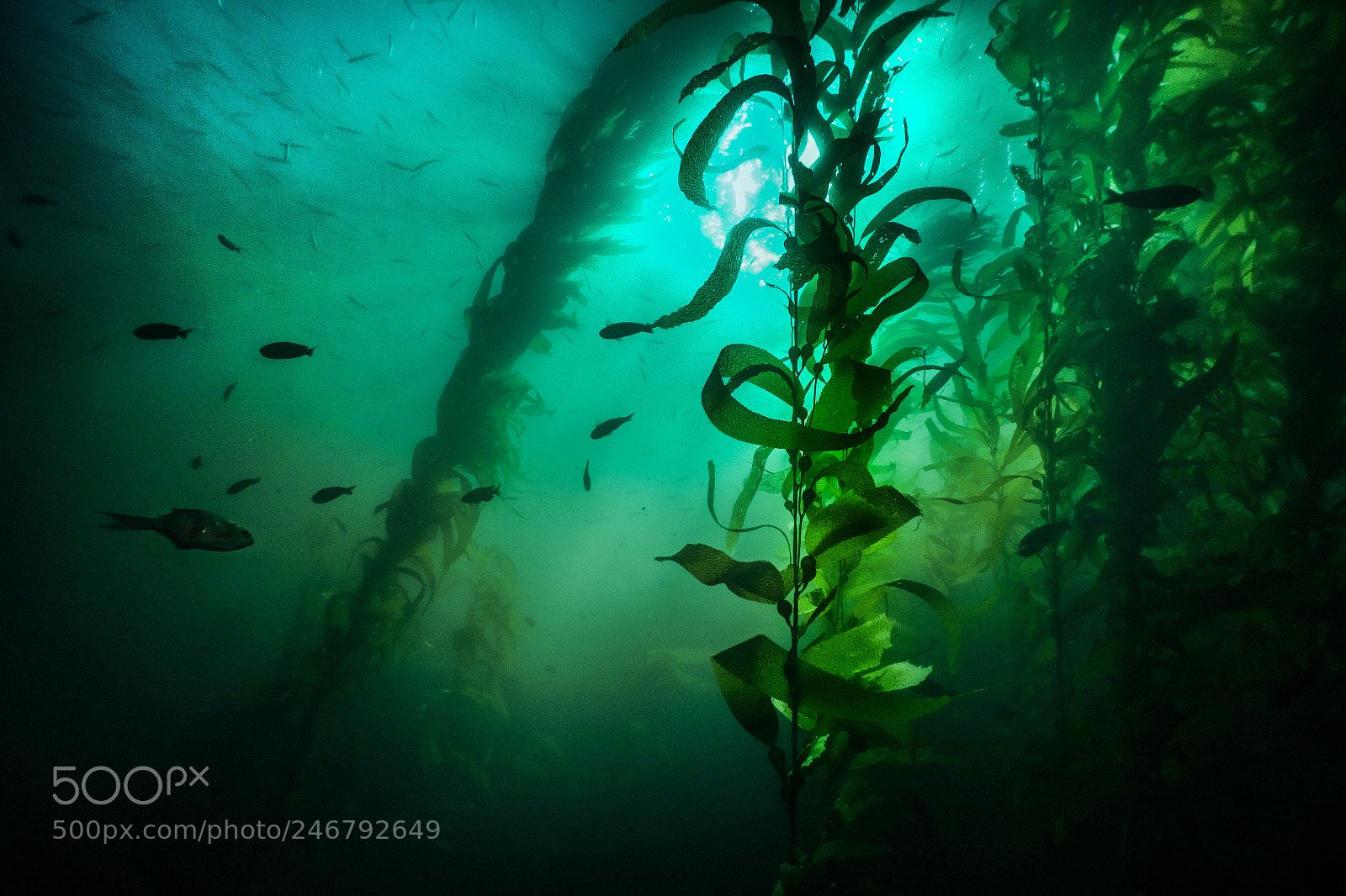 Sony Cyber-shot DSC-RX100 sample photo. Underwater wrecks in san photography