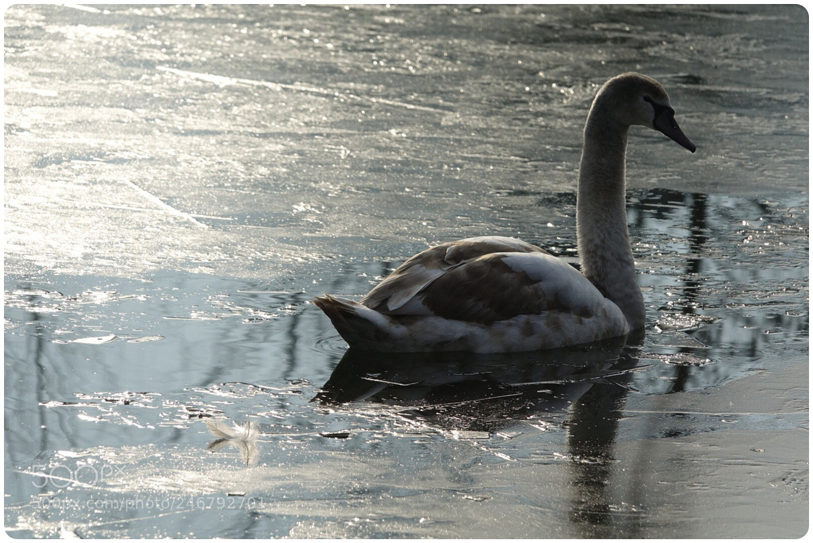 Sony Cyber-shot DSC-RX10 III sample photo. Cygnet ii photography