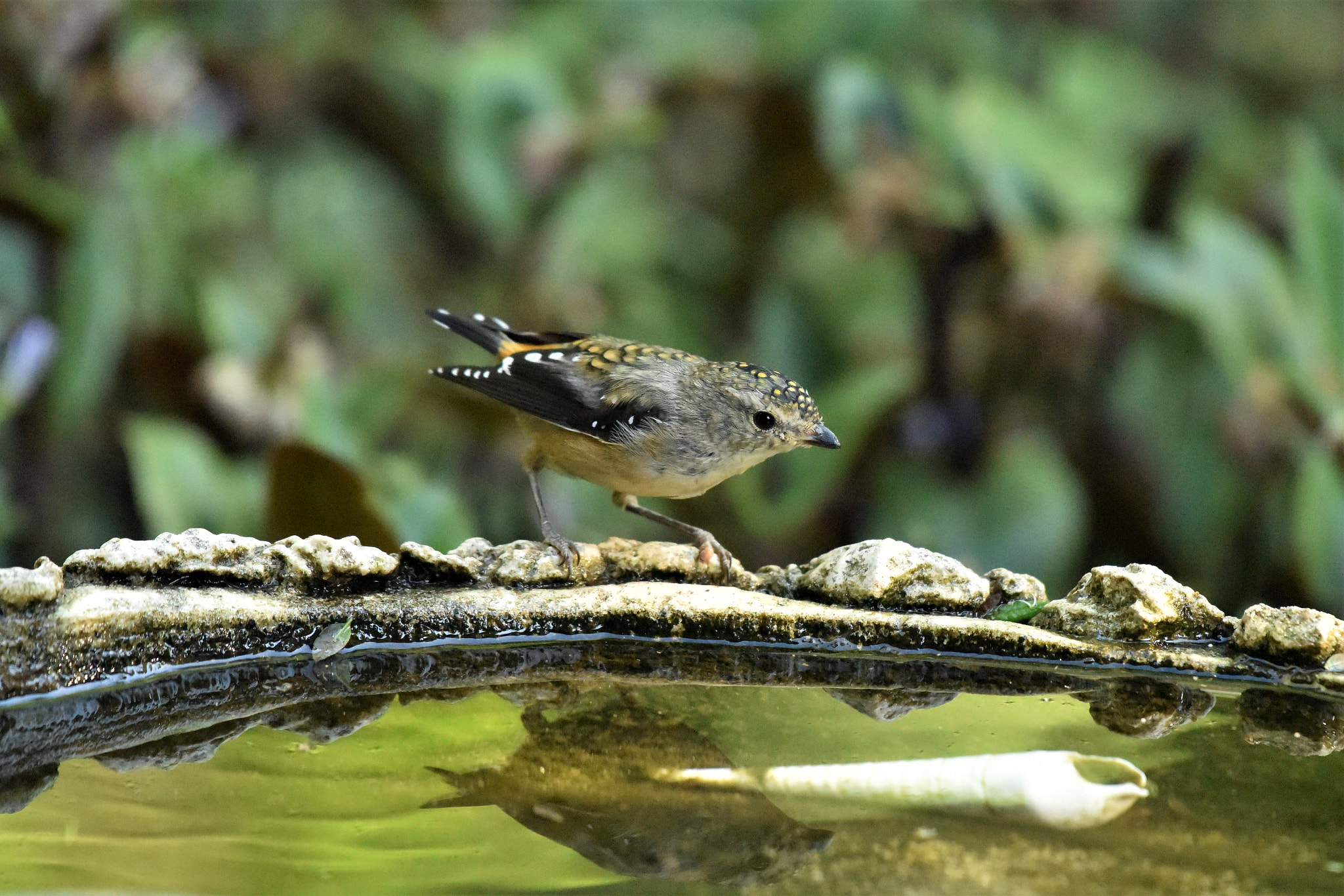 Nikon D810 sample photo. Spotted pardalote photography