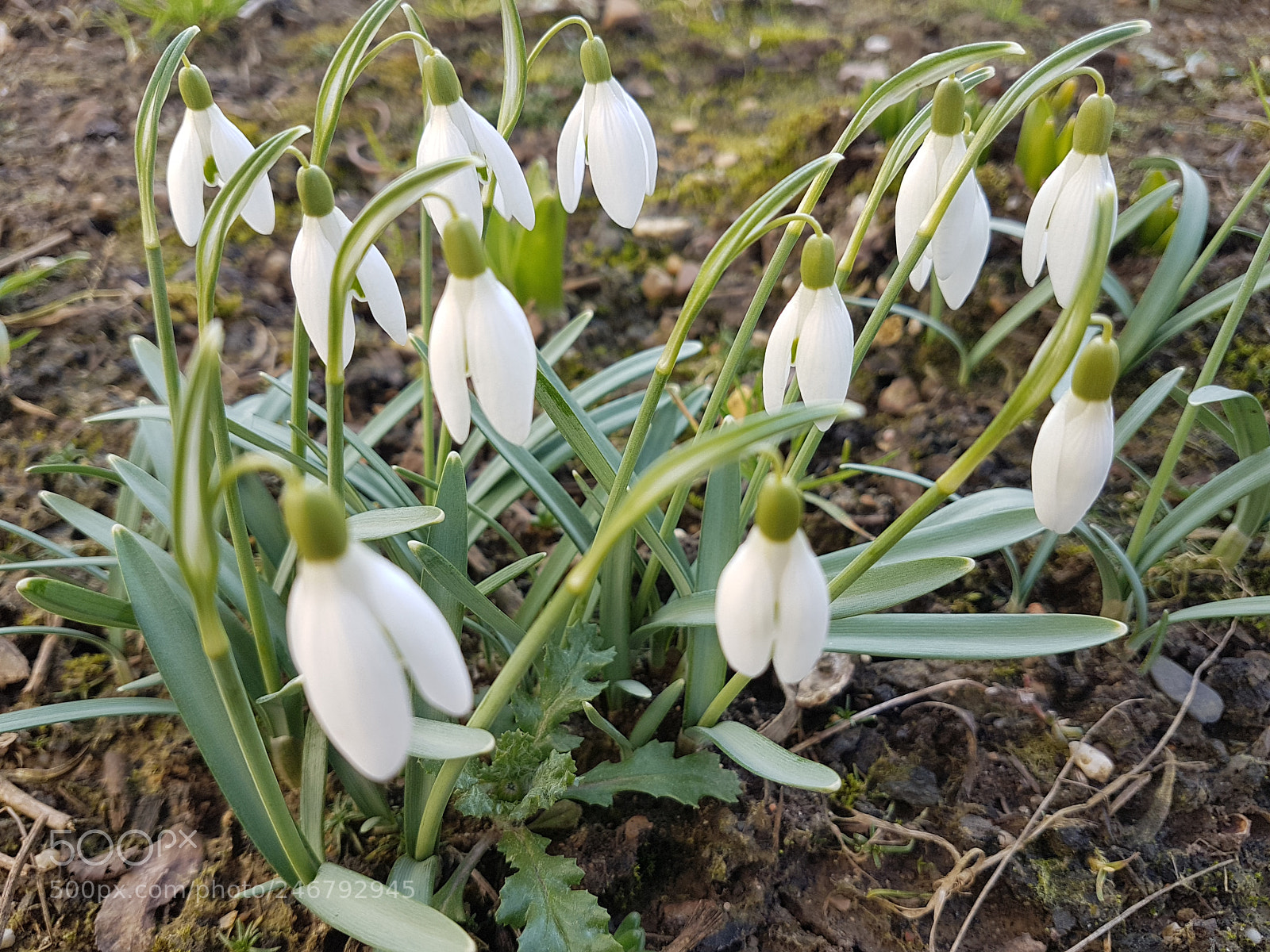 Samsung Galaxy S7 Edge sample photo. Schneeglöckchen (galantus) photography