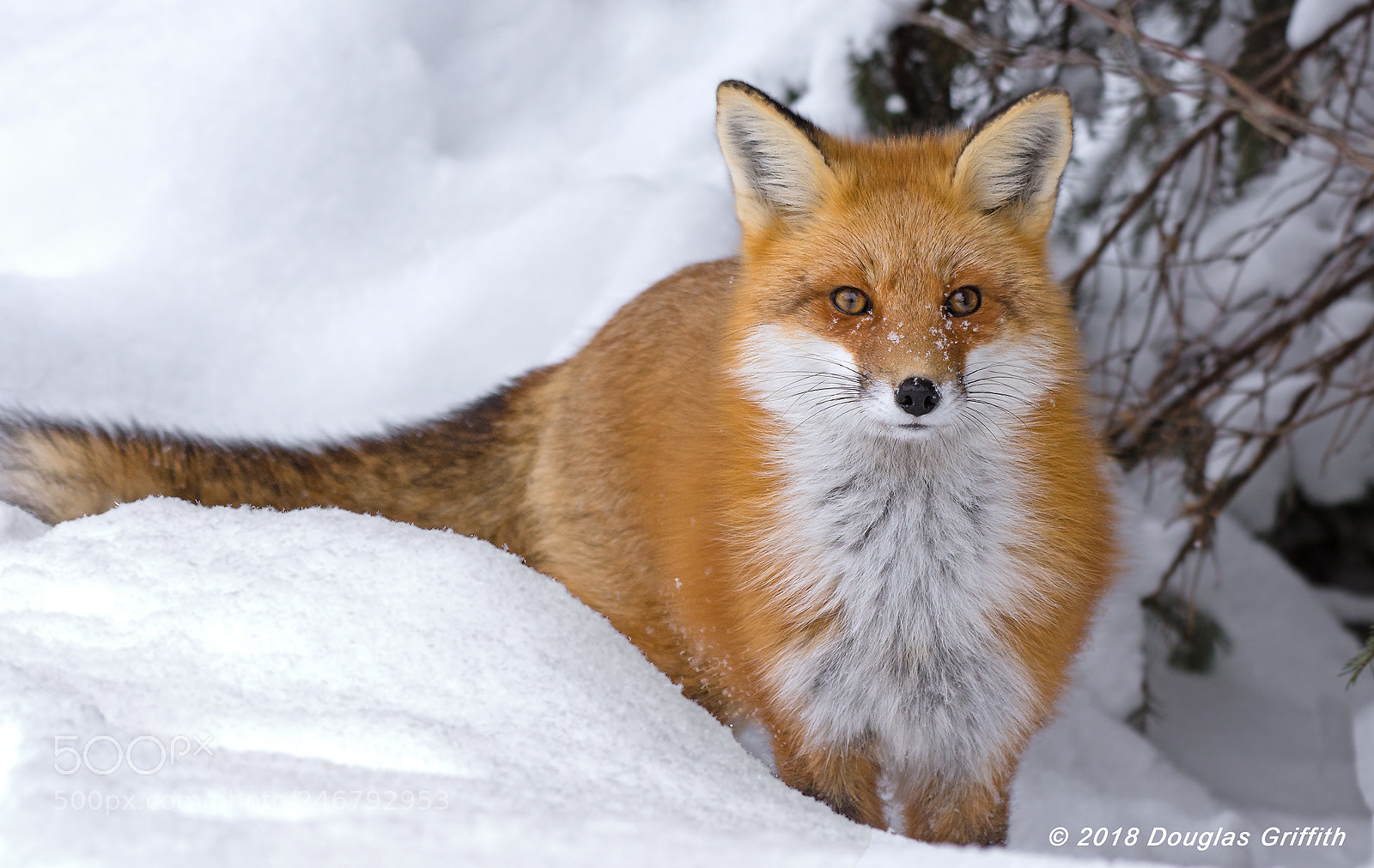 Nikon D7200 sample photo. Red fox vulpes vulpes photography