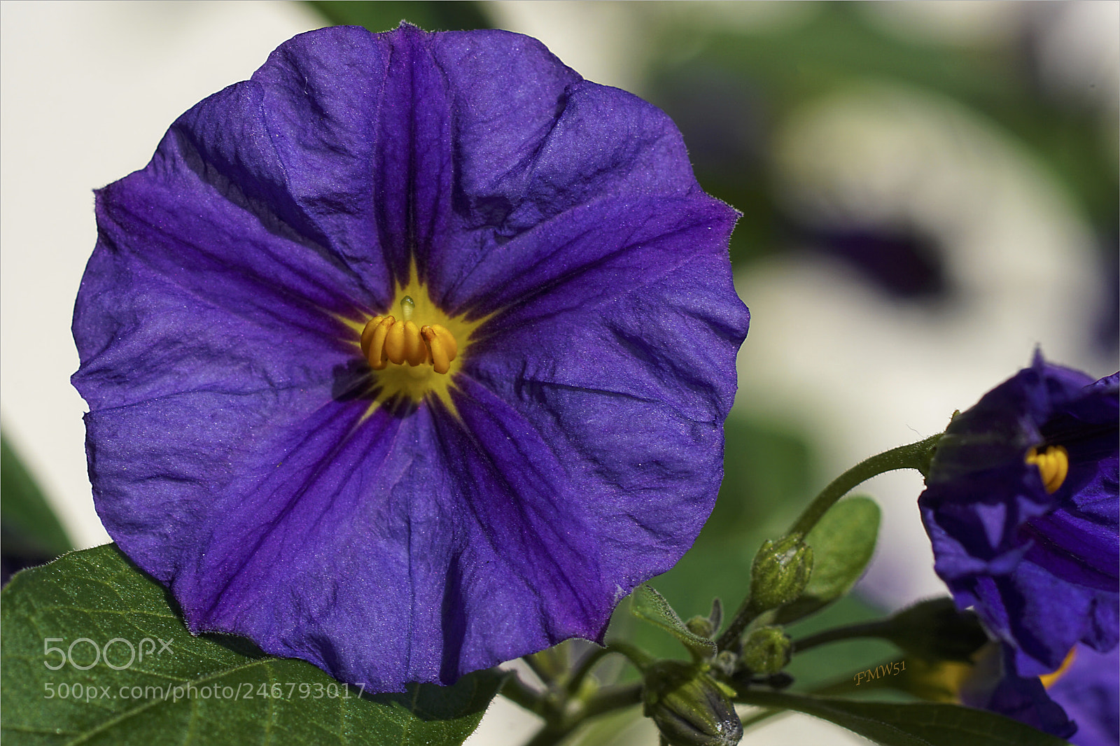 Sony ILCA-77M2 sample photo. Enzianstrauch photography