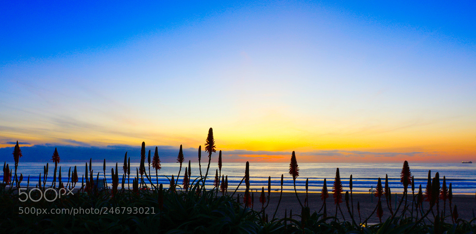 Canon EOS 5DS R sample photo. Manhattan beach. photography