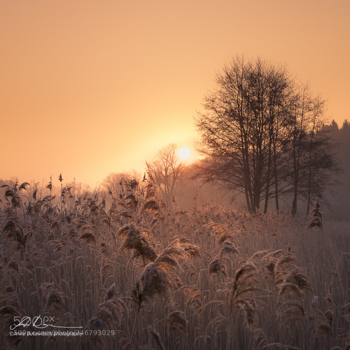 Sony a7R II sample photo. First light photography