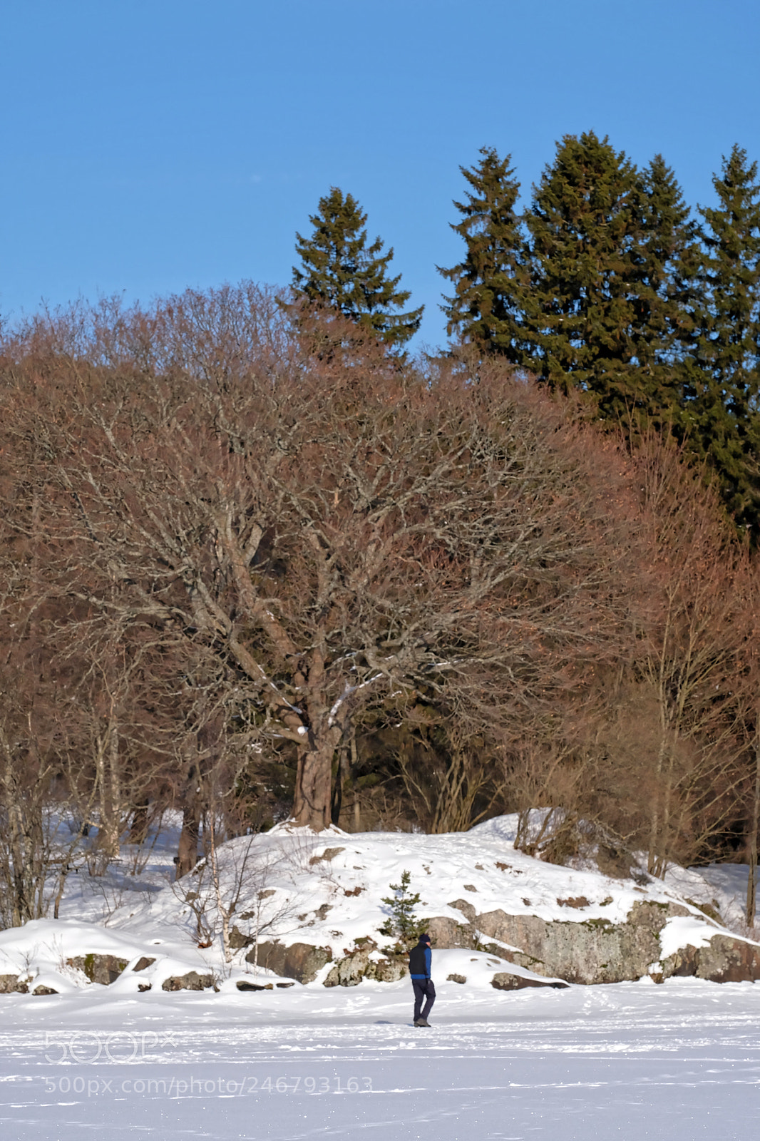 Fujifilm X-T2 sample photo. Tree photography