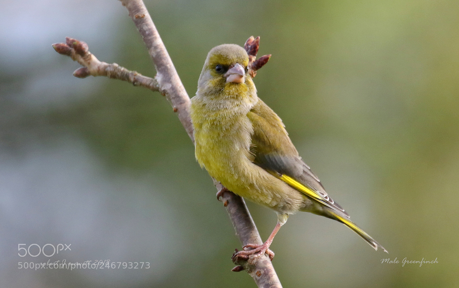 Canon EOS 7D Mark II sample photo. Greenfinch (male) photography