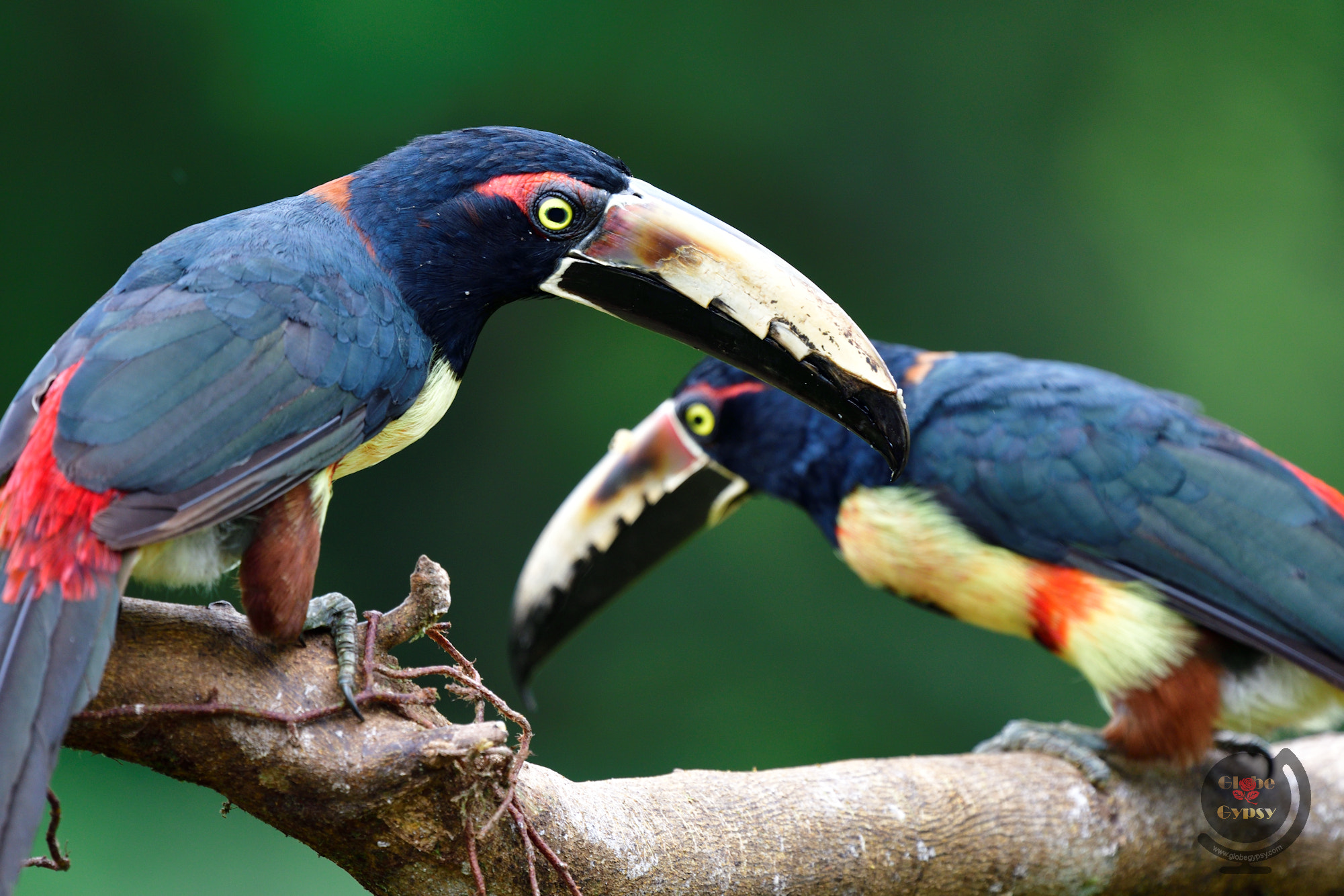 Nikon D500 + Nikon Nikkor AF-S 300mm F4E PF ED VR sample photo. Toucan two photography