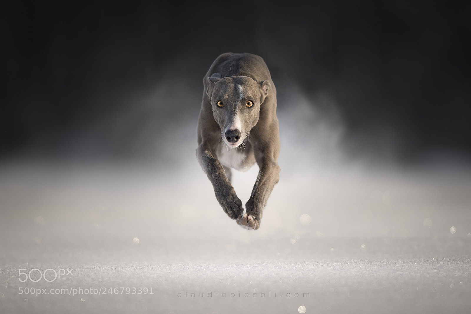 Nikon D5 sample photo. Flying on ice photography