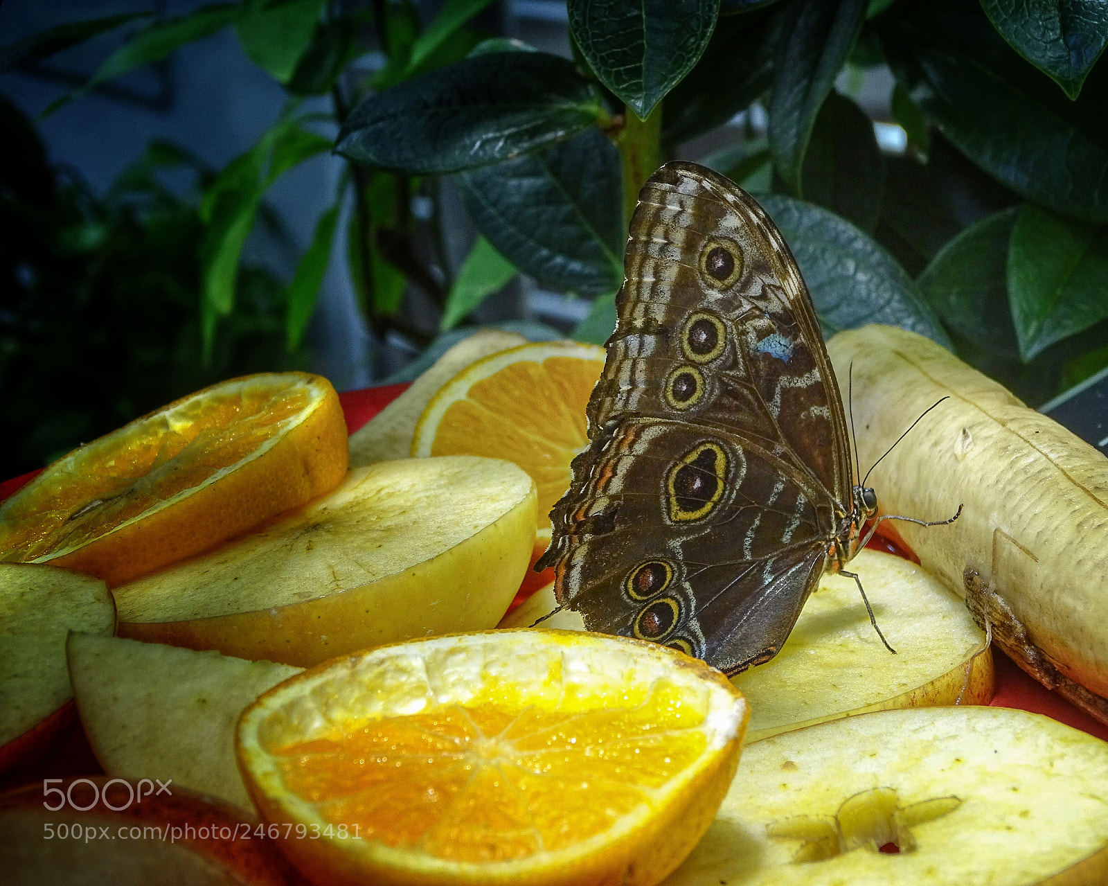 Sony Cyber-shot DSC-HX400V sample photo. Borbolet rio na california photography