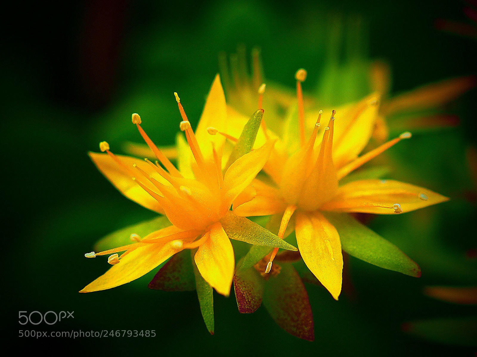 Olympus OM-D E-M10 II sample photo. Stamens photography