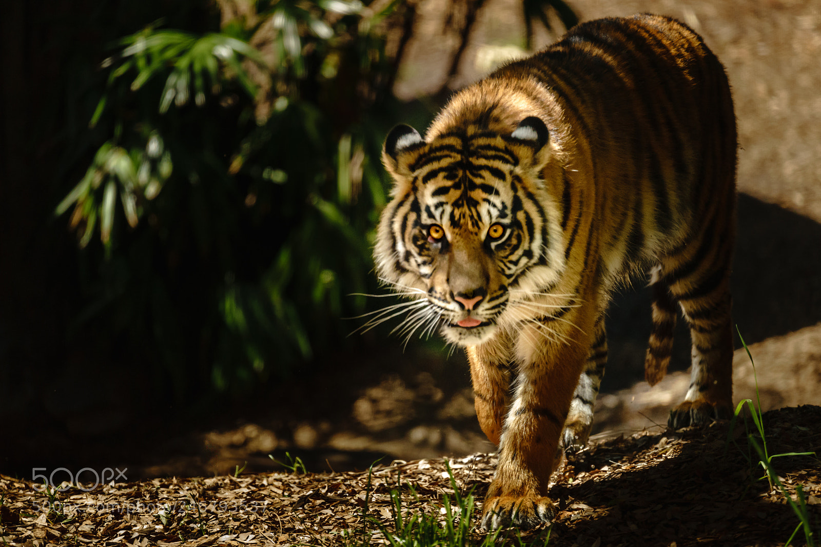 Sony a7 II sample photo. Intense photography