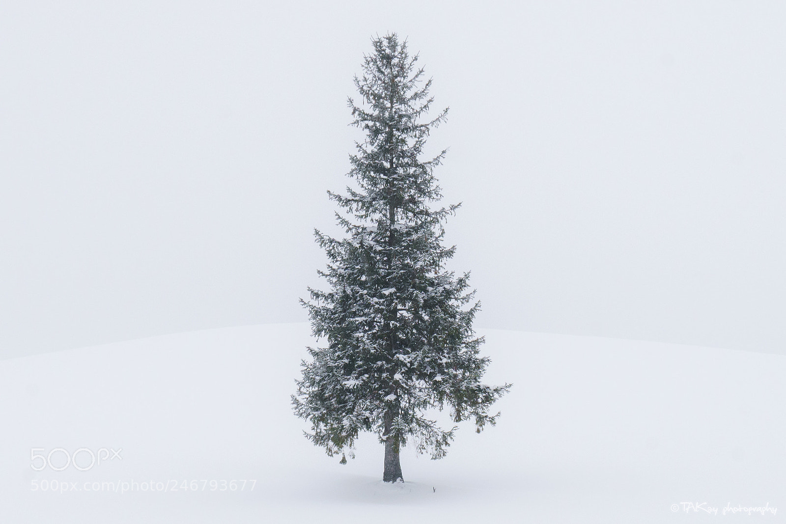 Sony a7R II sample photo. Lonely tree photography