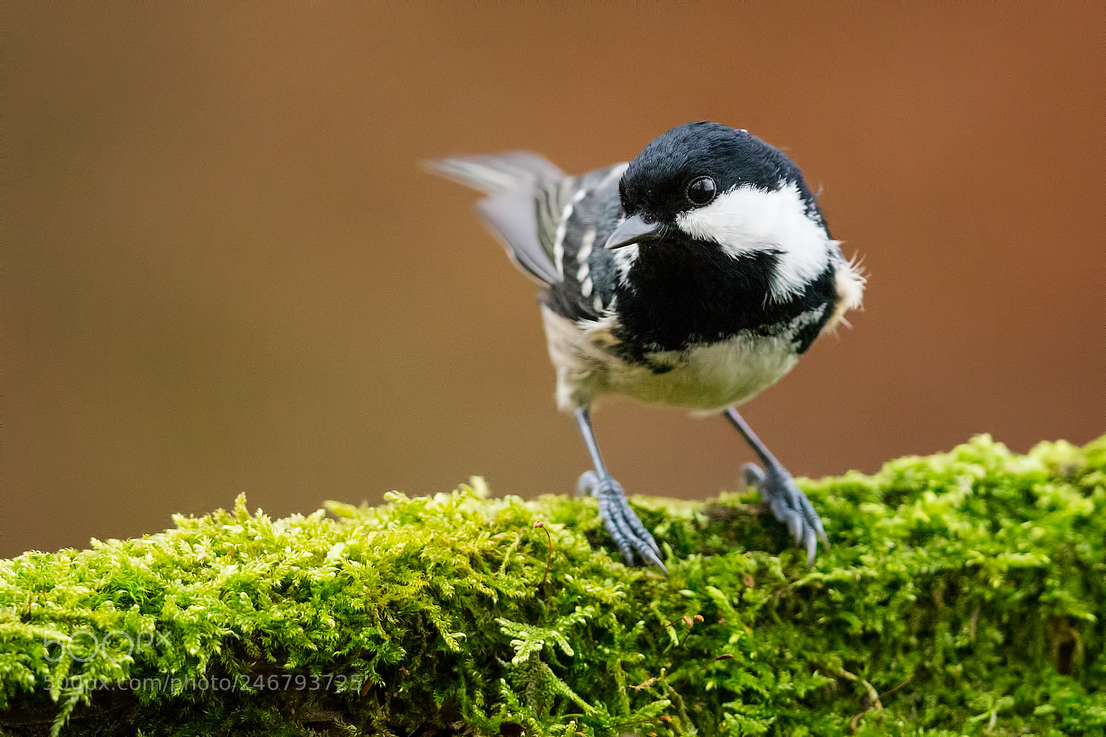 Canon EOS-1D X sample photo. Coal tit photography