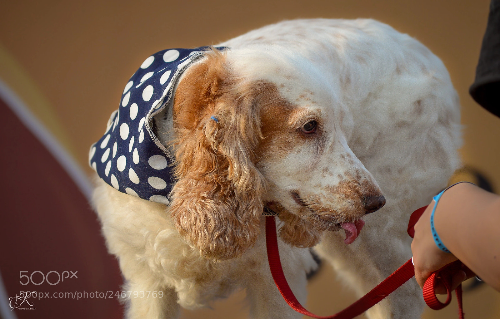 Nikon D3200 sample photo. Fur-ever love photography