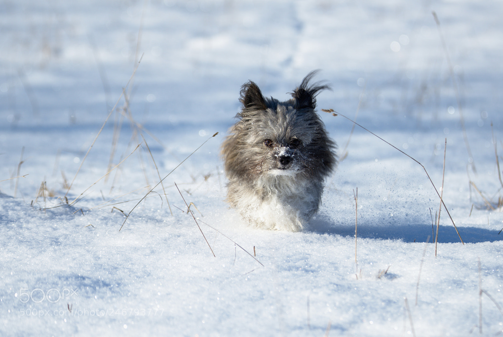 Nikon D810 sample photo. Dog fun photography