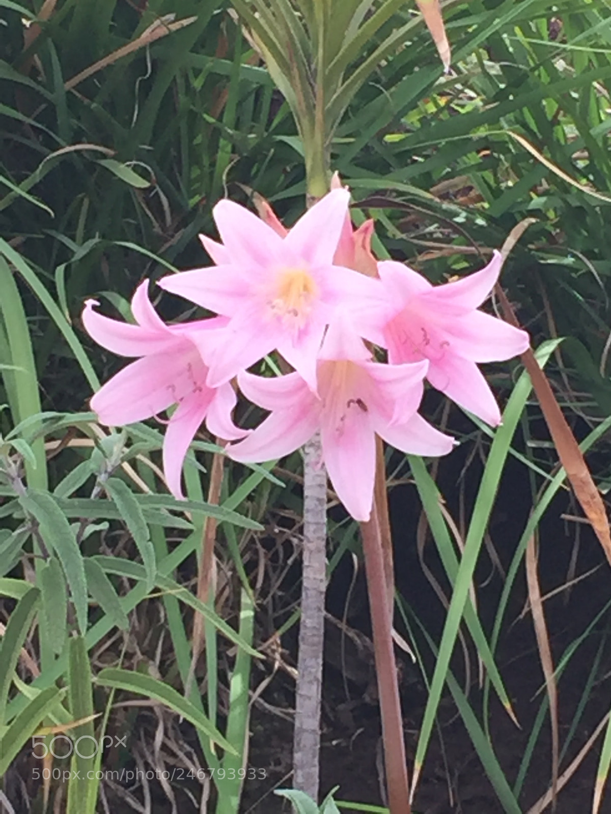 Apple iPhone 6 sample photo. Pink photography
