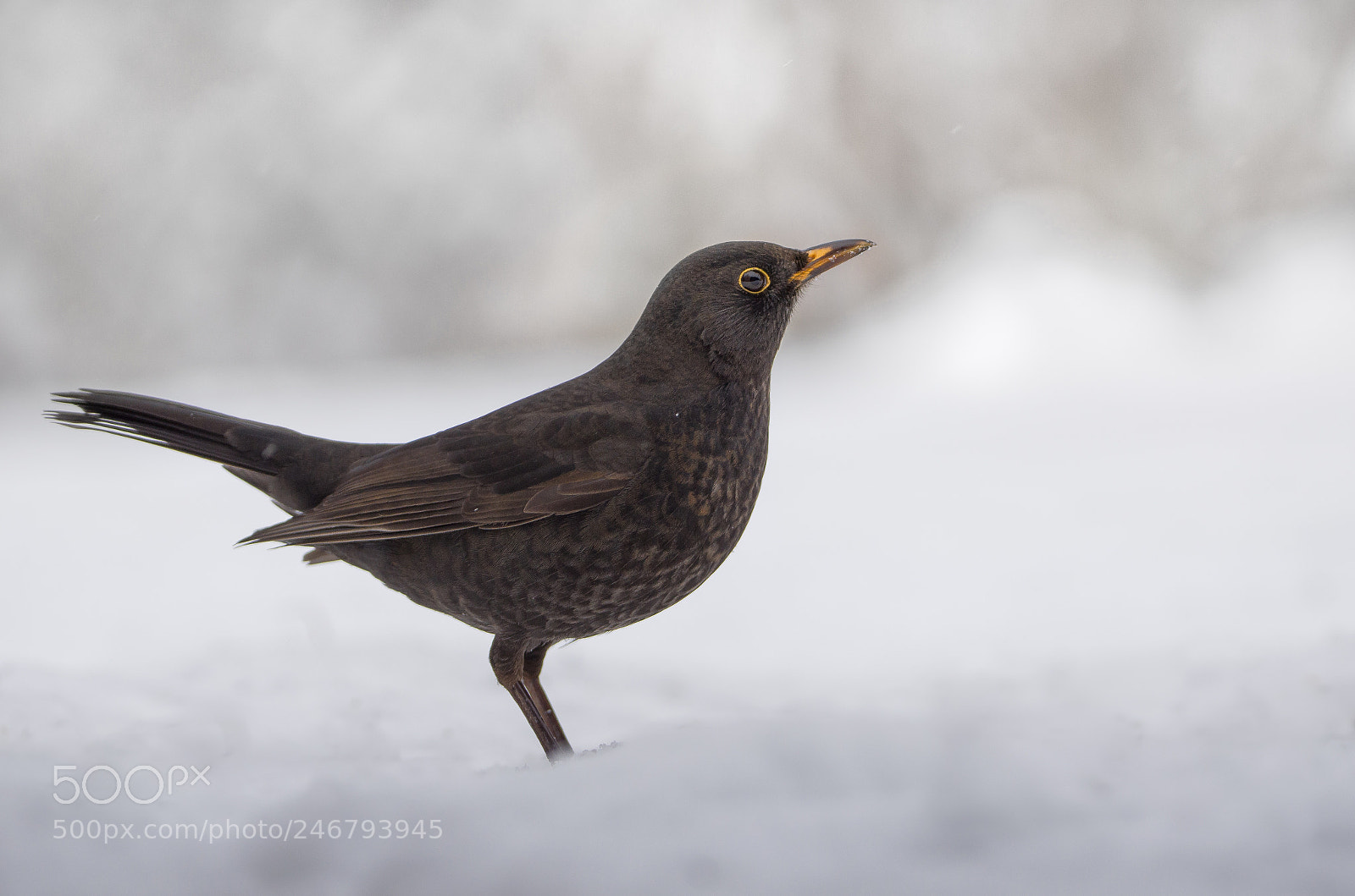 Nikon D5100 sample photo. Blackbird photography