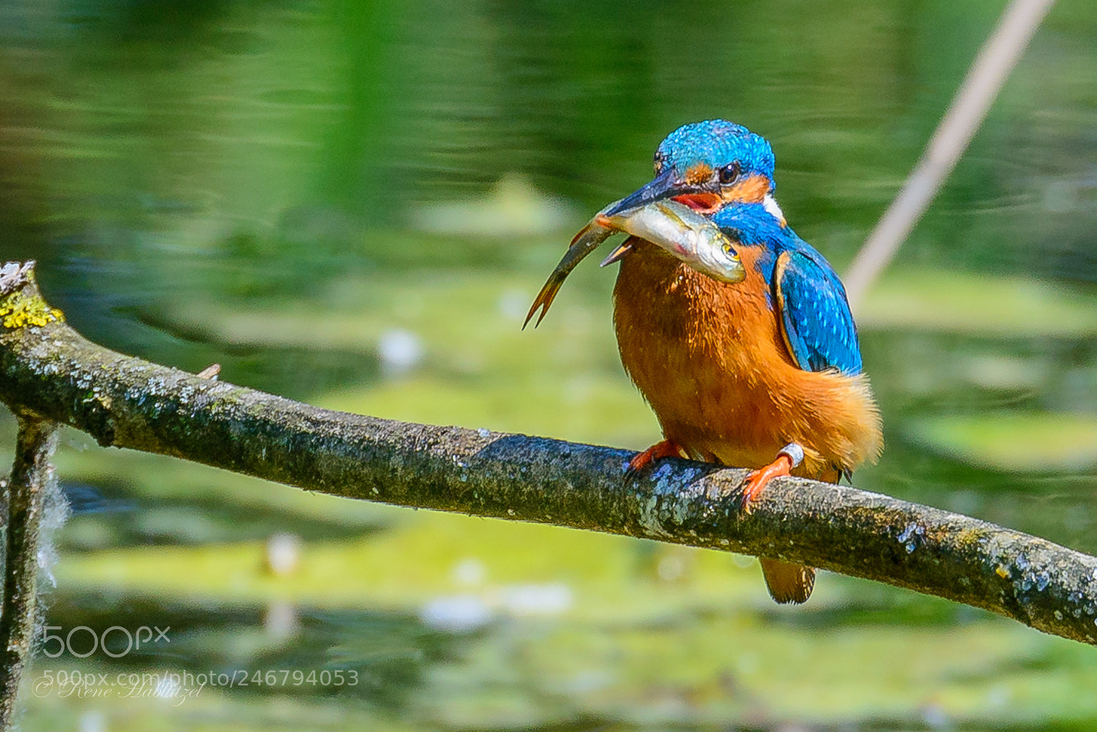 Nikon D800 sample photo. Eisvogel mit fisch photography