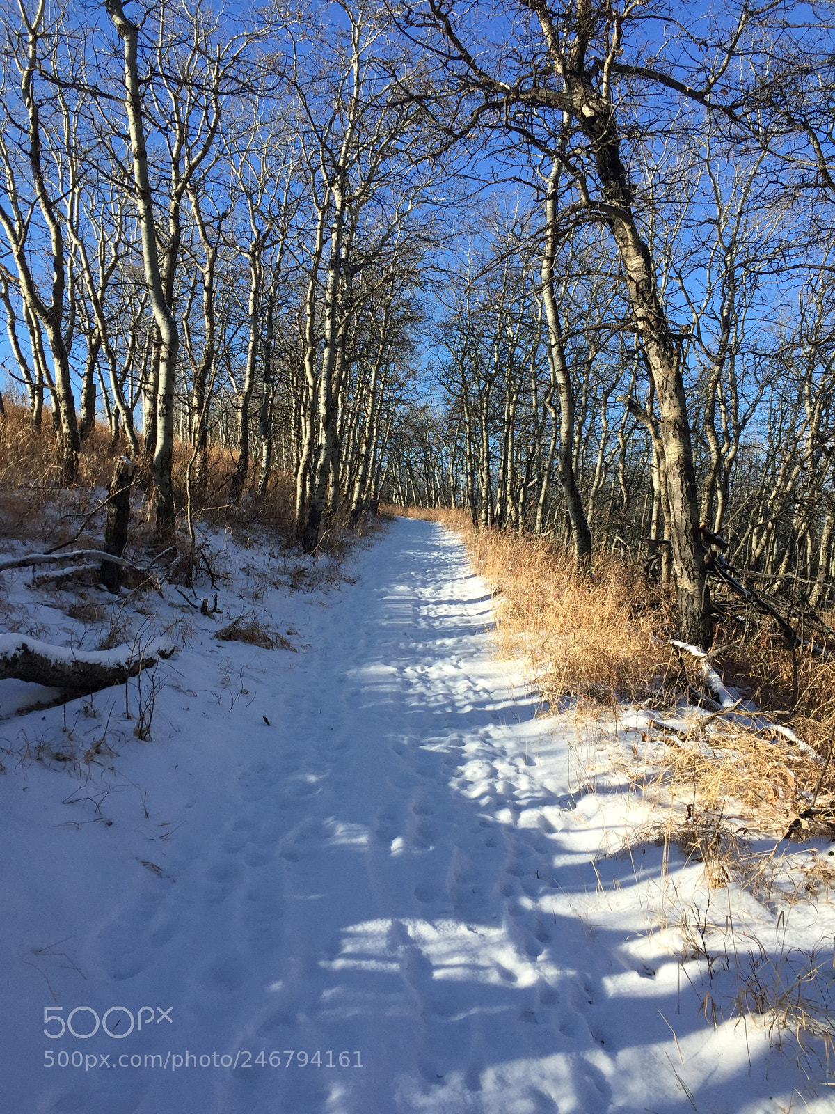 Apple iPhone 6 sample photo. Untitled photography