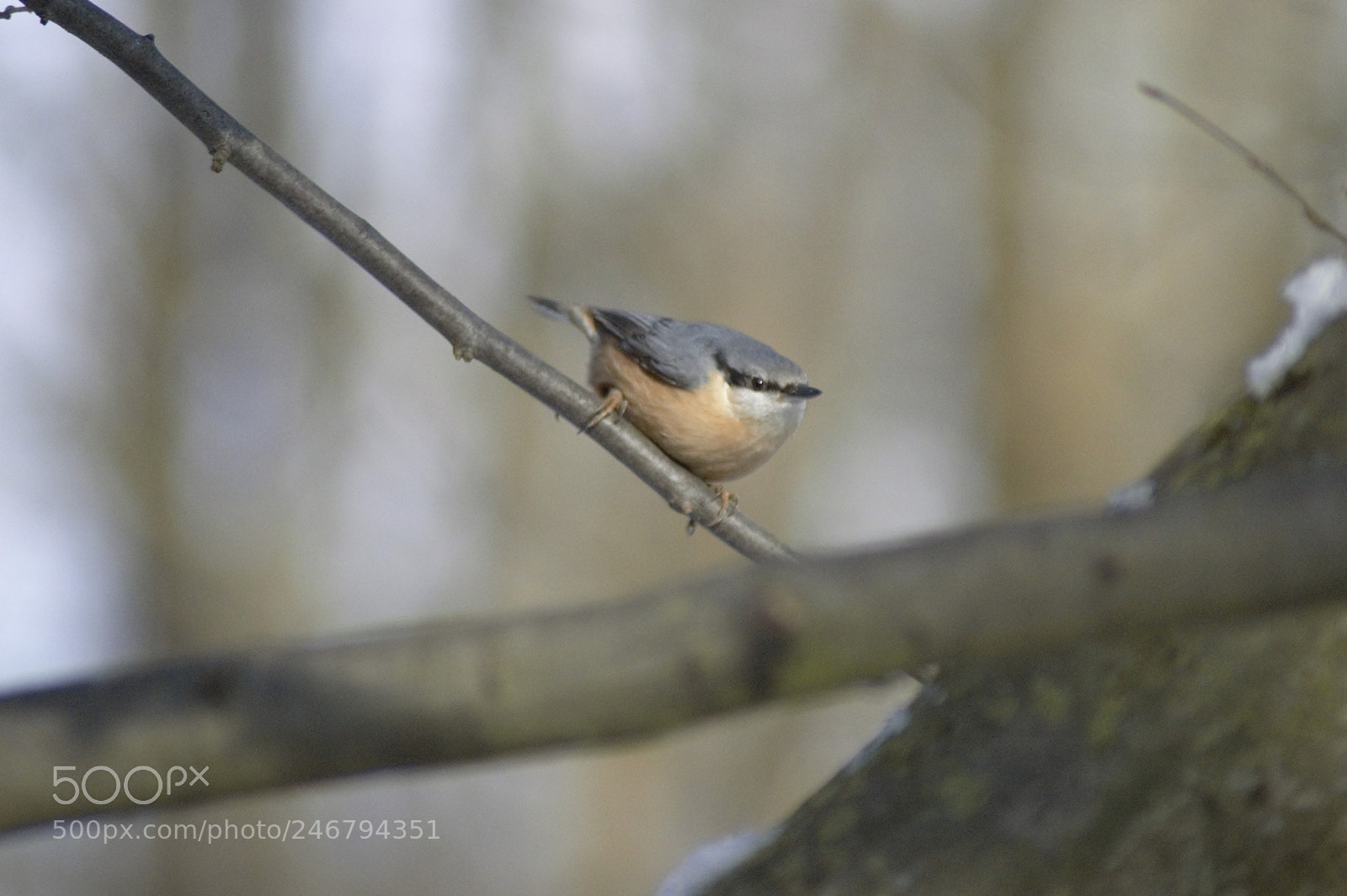 Nikon D3200 sample photo. Nuthatch sitting on twig photography