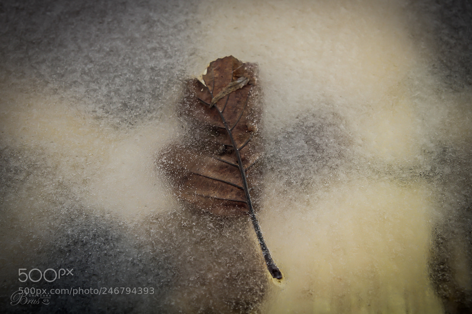 Canon EOS 550D (EOS Rebel T2i / EOS Kiss X4) sample photo. Frozen leaf <3 photography