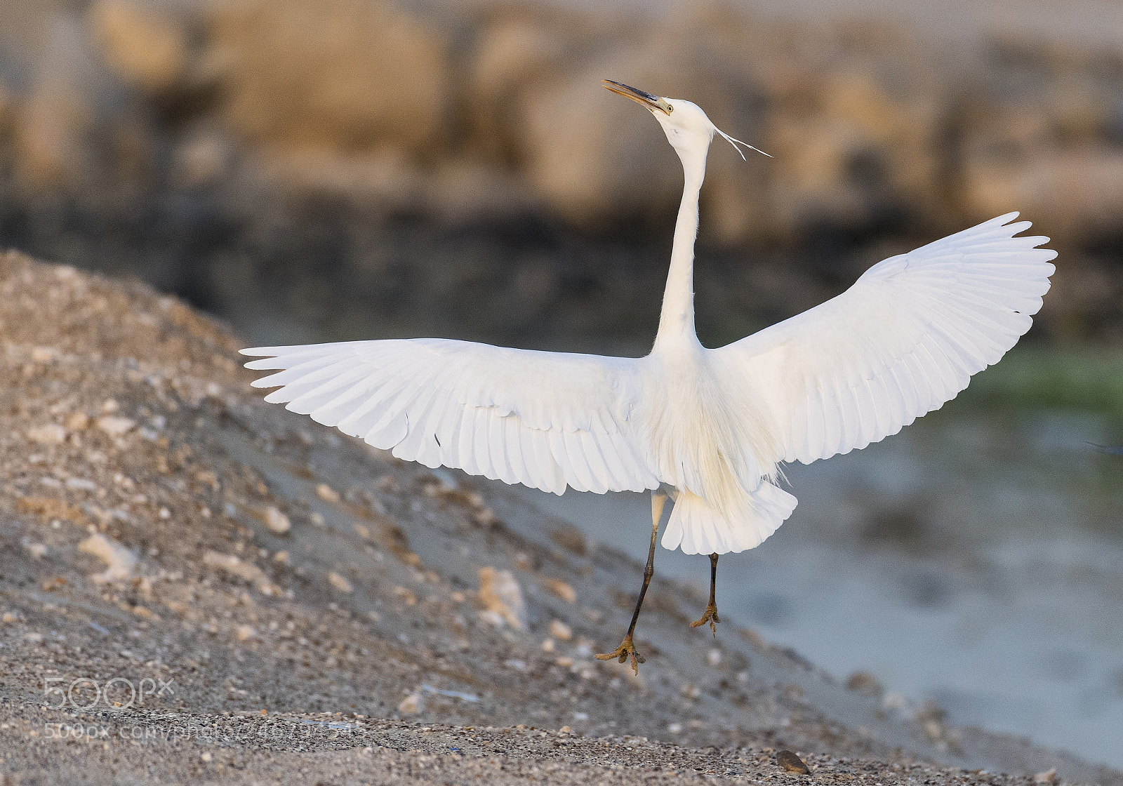 Nikon D5 sample photo. Graceful photography