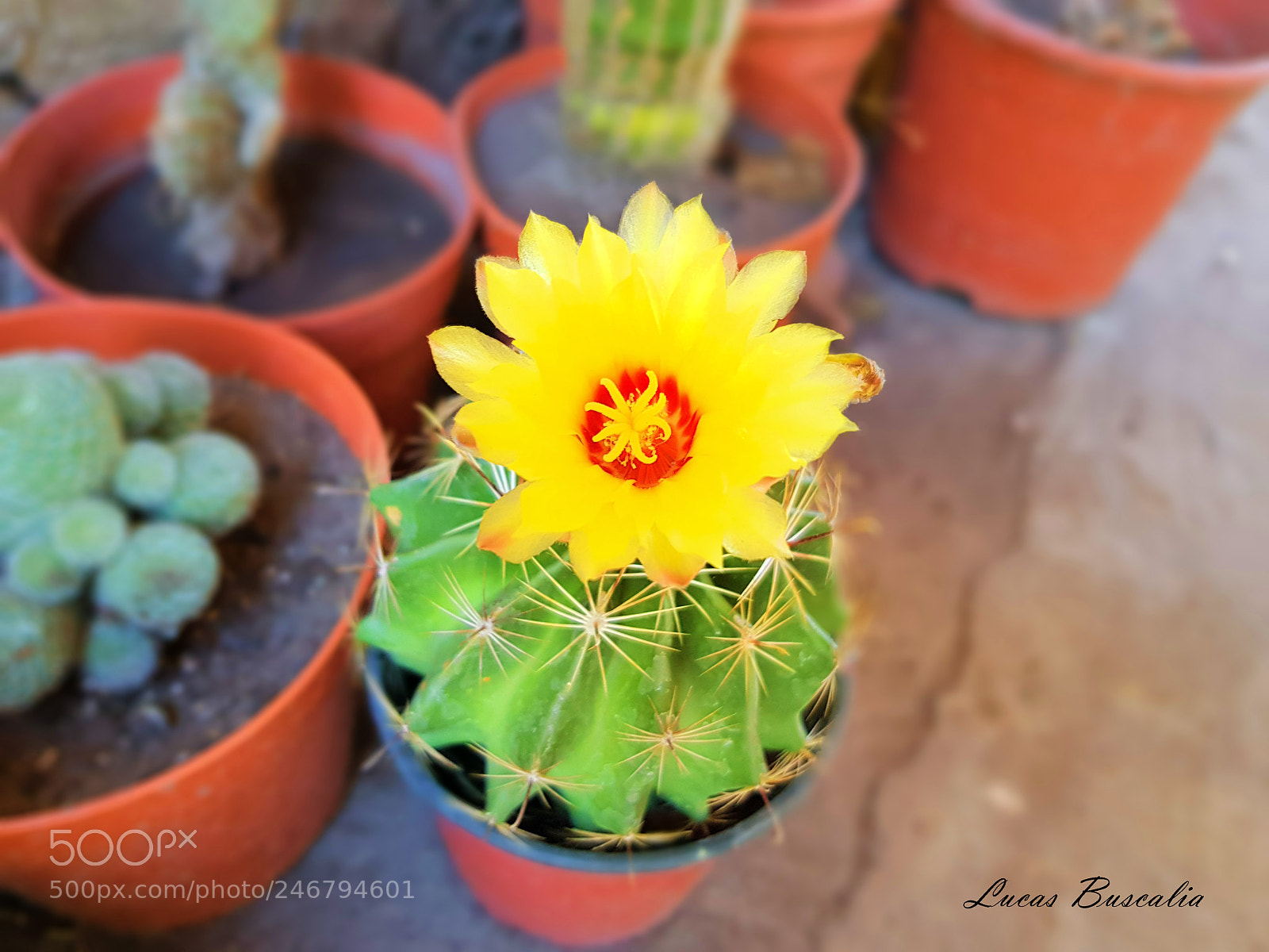 Samsung Galaxy S8+ sample photo. Flor de cactus photography