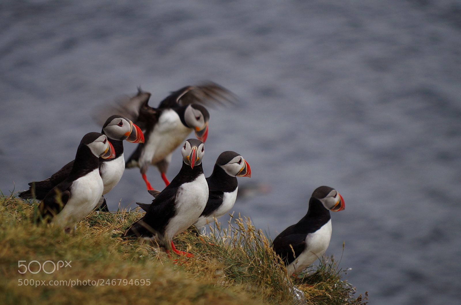 Pentax K-500 sample photo. Puffins! photography