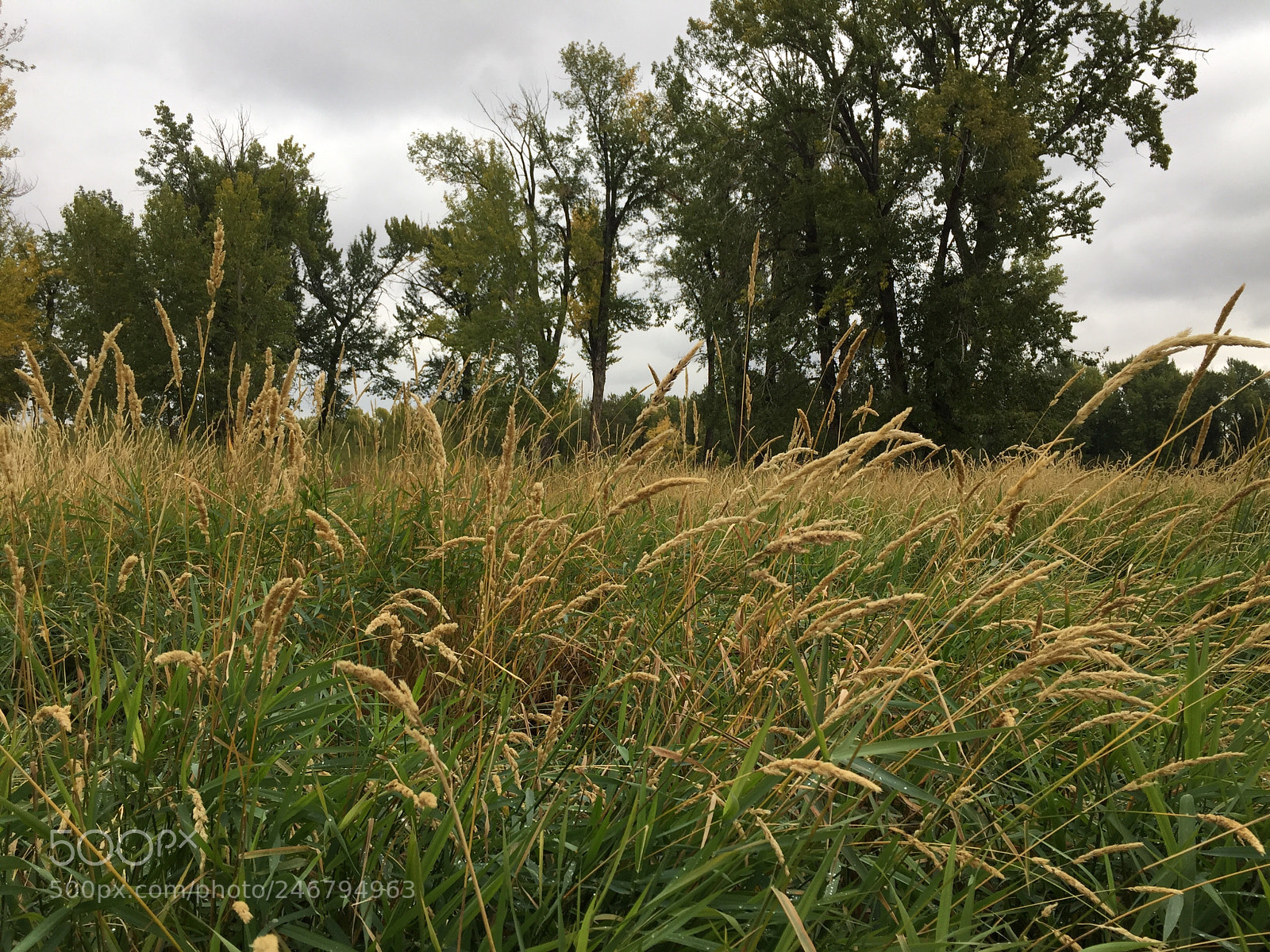Apple iPhone 6 sample photo. Untitled photography