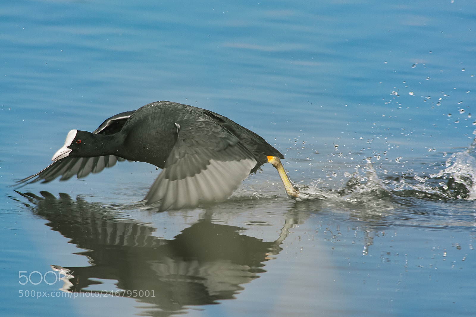 Nikon D7100 sample photo. Common coot photography