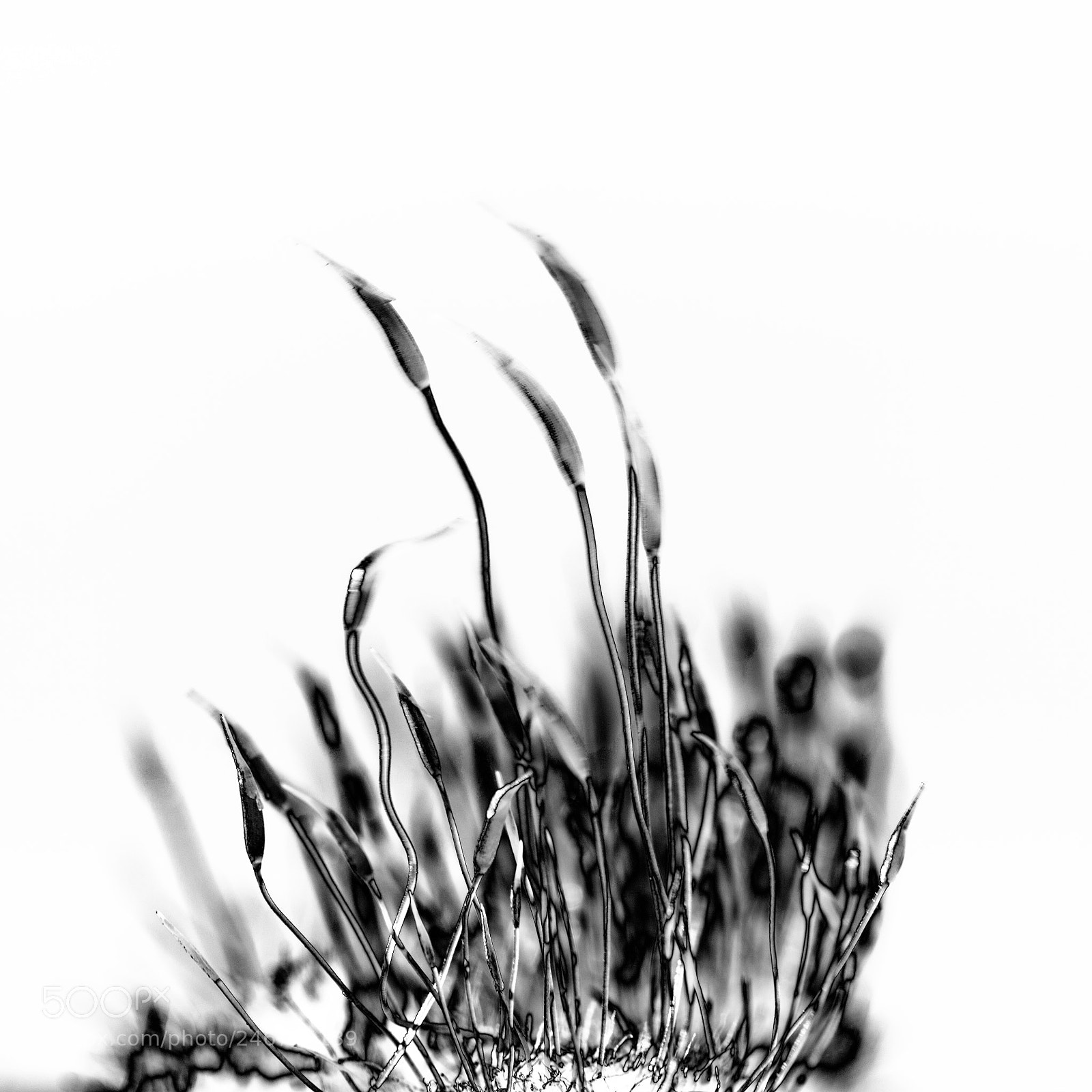 Canon EOS 50D sample photo. Mini moss on old photography