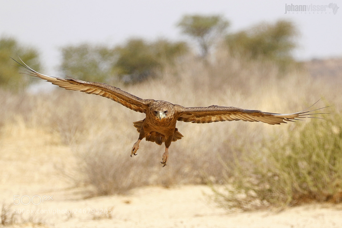 Canon EOS 7D Mark II sample photo. Soaring on thermals photography