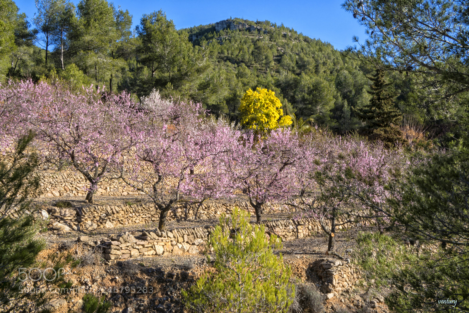 Sony a6500 sample photo. Almond trees in bloom photography