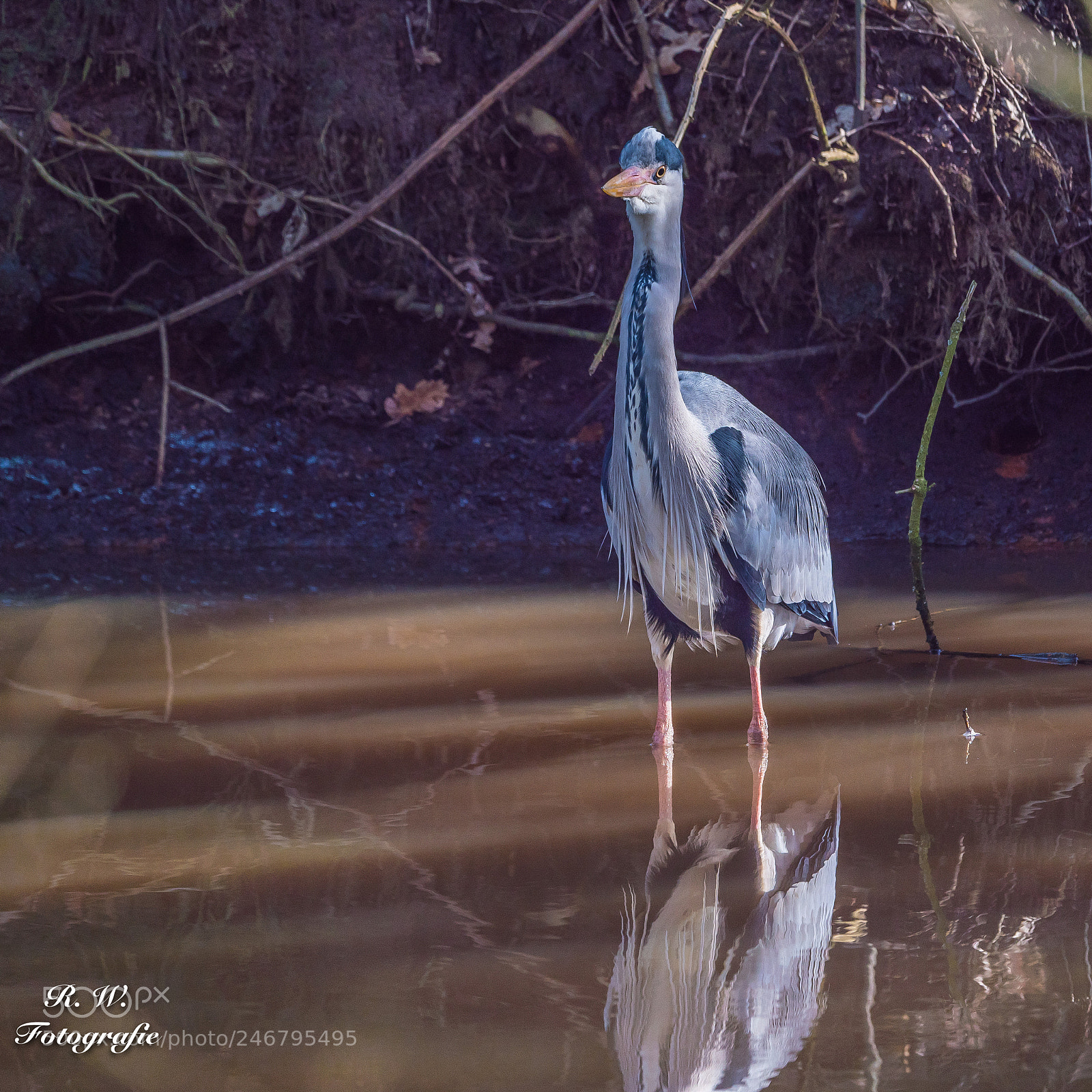 Panasonic Lumix DC-G9 sample photo. Graureiher photography