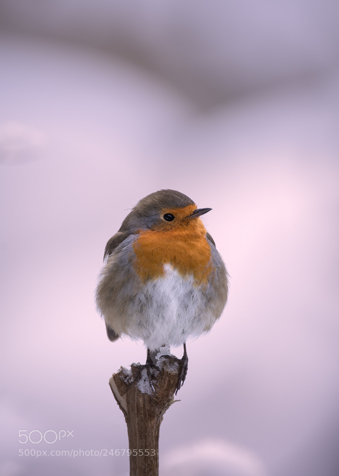 Nikon D7200 sample photo. Robin photography