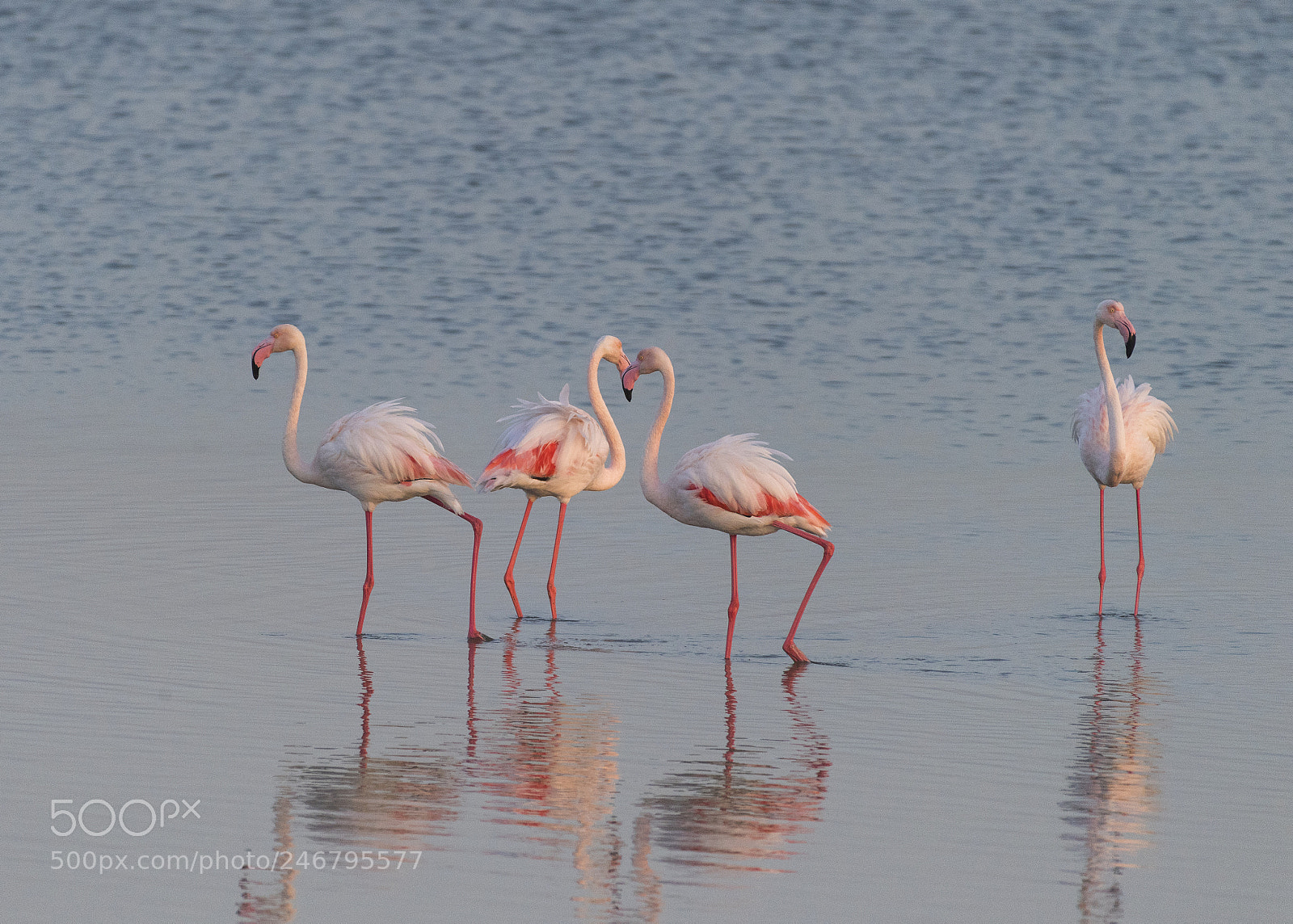 Nikon D5 sample photo. Group of four! photography