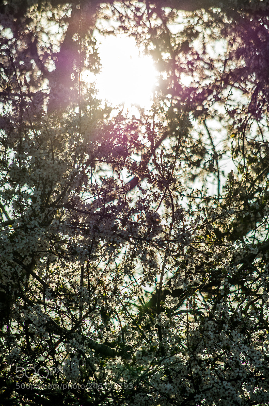 Pentax K-500 sample photo. Sun seeps through photography