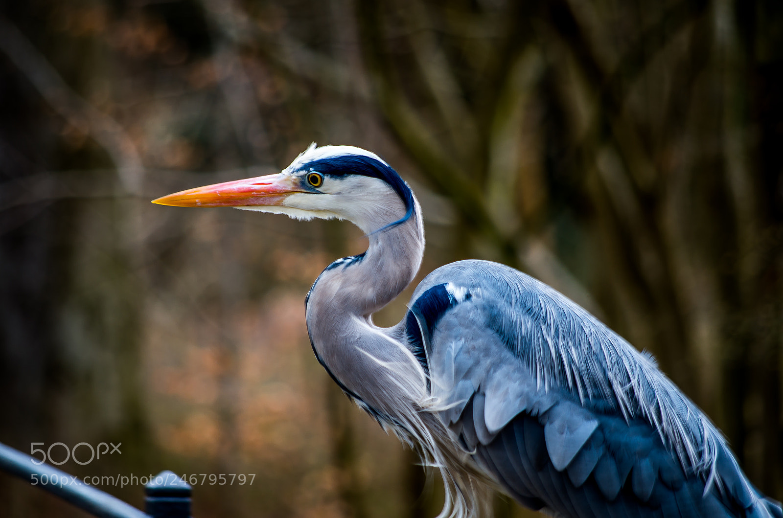 Pentax K-500 sample photo. Heron photography