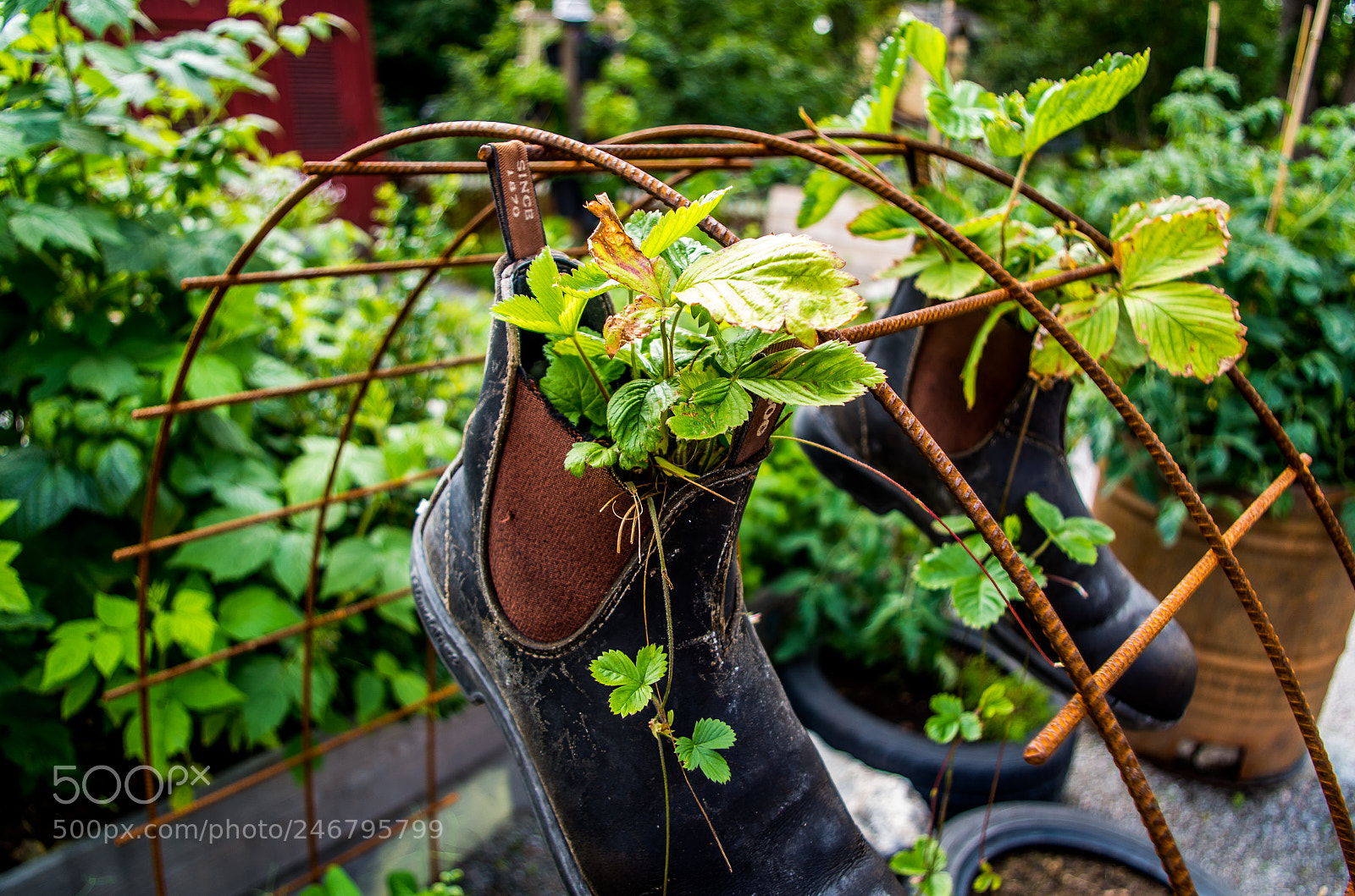 Pentax K-500 sample photo. Shoe garden photography