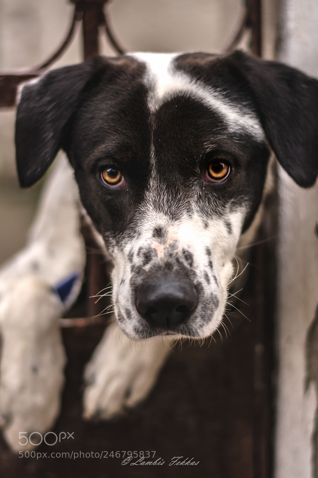 Nikon D5200 sample photo. Doggy photography
