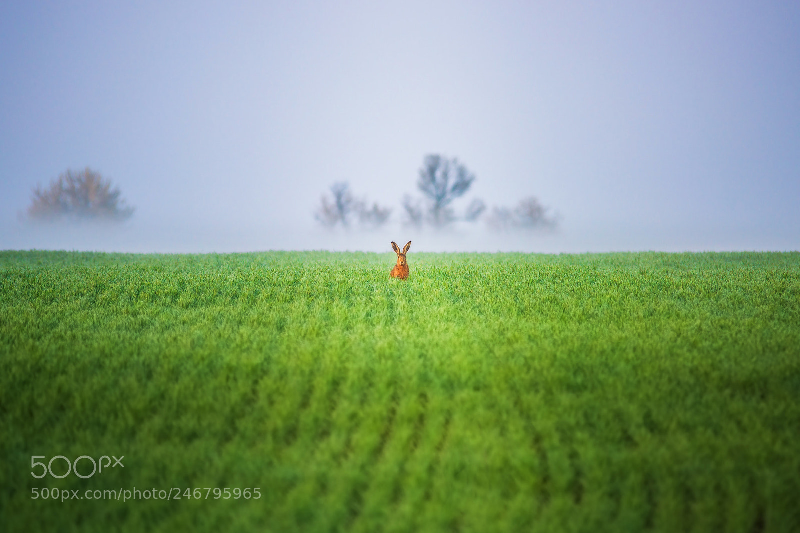Nikon D810 sample photo. Hare in the fields photography