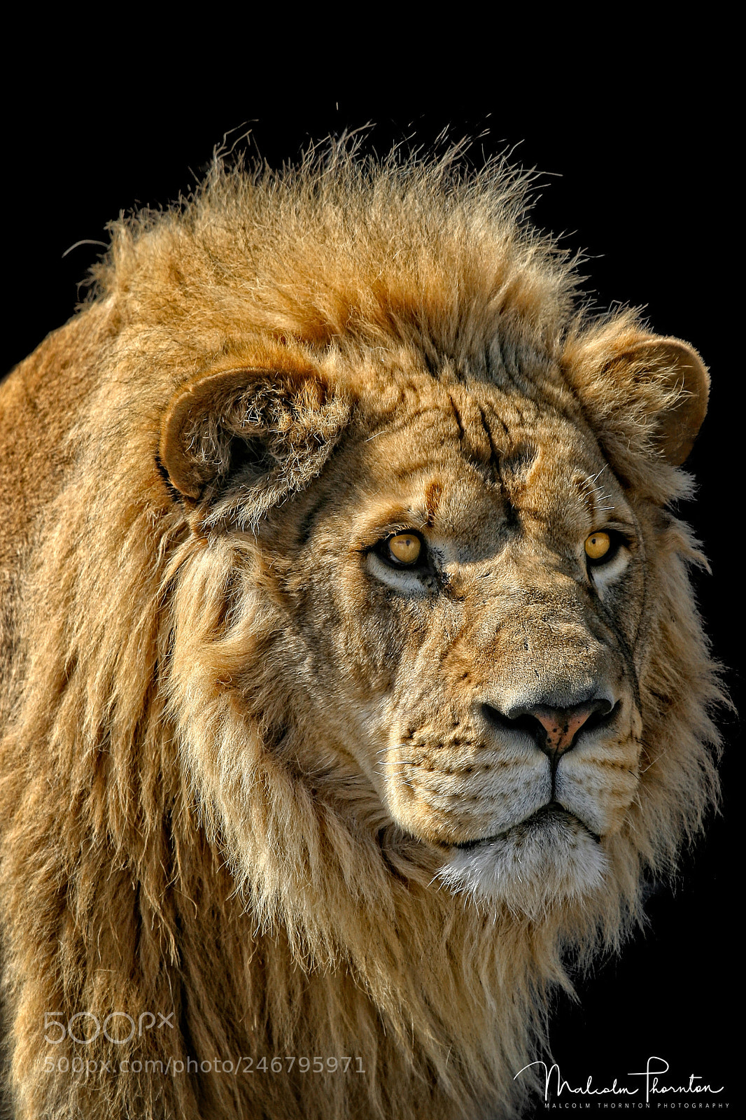 Canon EOS 10D sample photo. African lion photography
