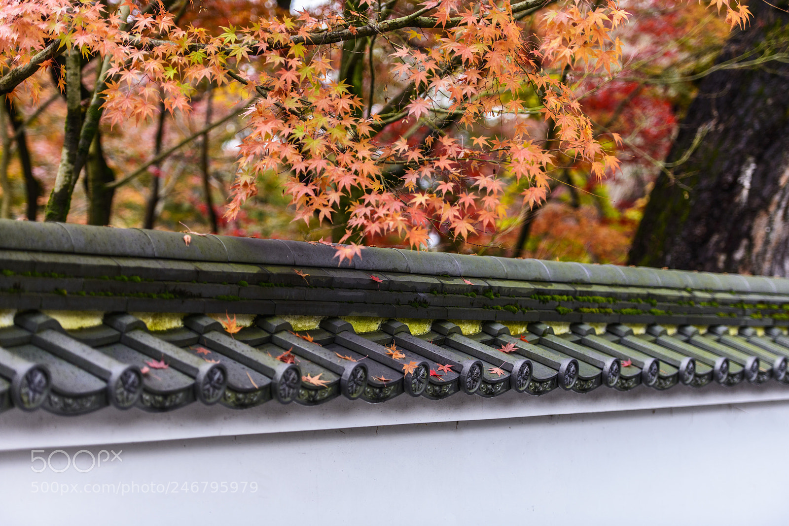 Nikon D800 sample photo. Kyoto maple 永觀堂 photography